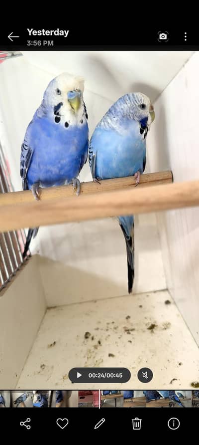 King Australian pair