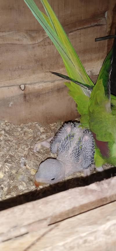 Kashmiri raw breader pair and chicks for sale