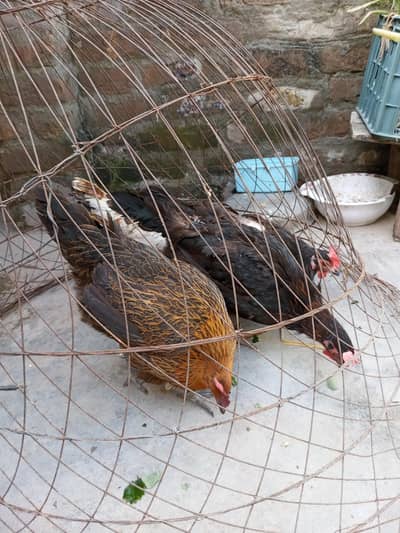 egg laying 4 golden misri hens