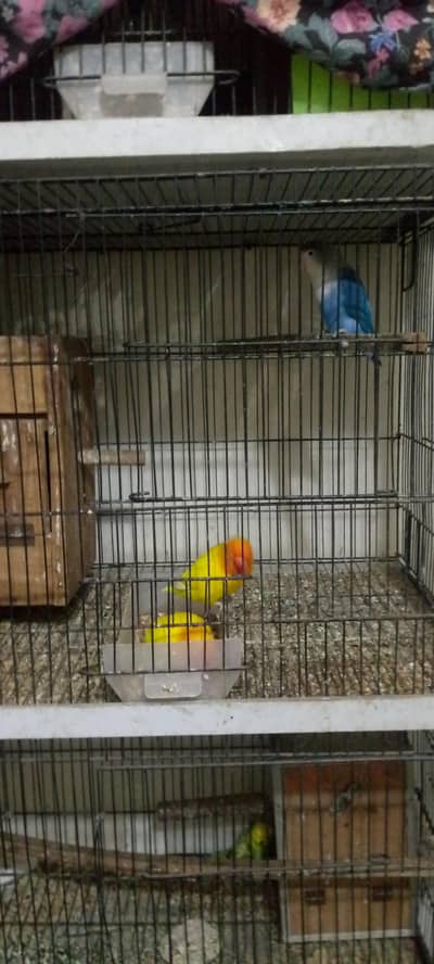 All males 1 blue personata or 4 yellow