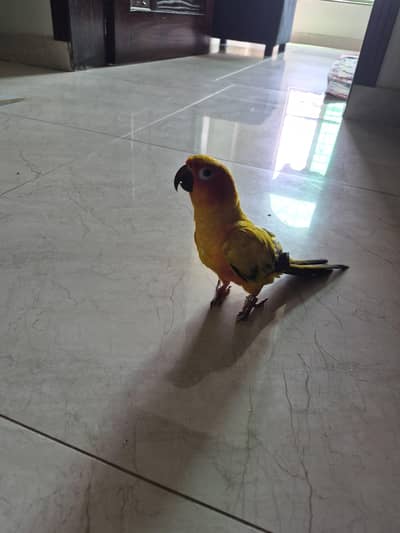 sun conure active healthy playfull high red yellow factor