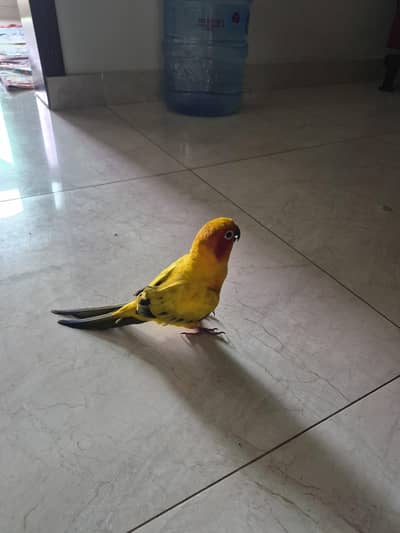 sun conure active healthy playfull high red yellow factor