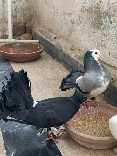 Top Quality English Laka Pigeons