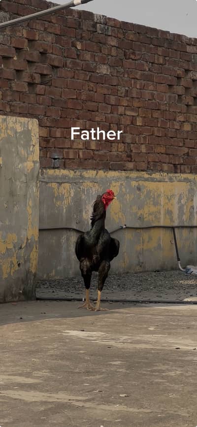 Thai Shamo Cross Chicks