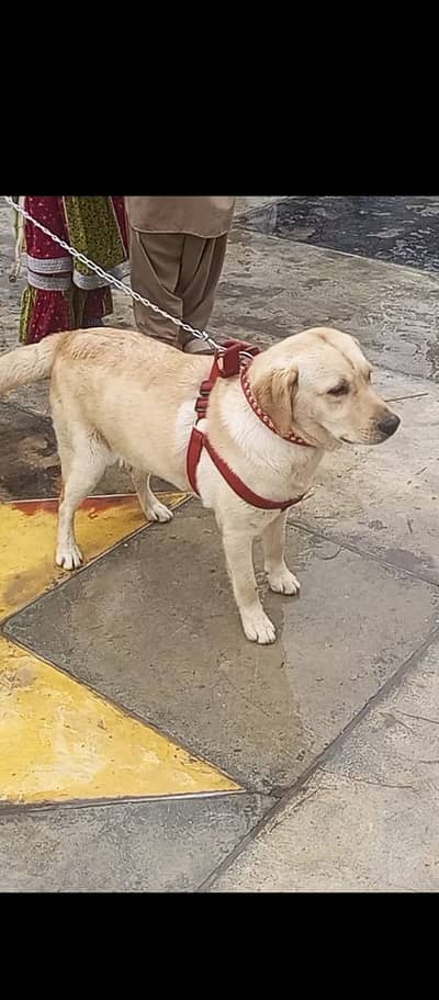 Original Labrador Tarin colour Red