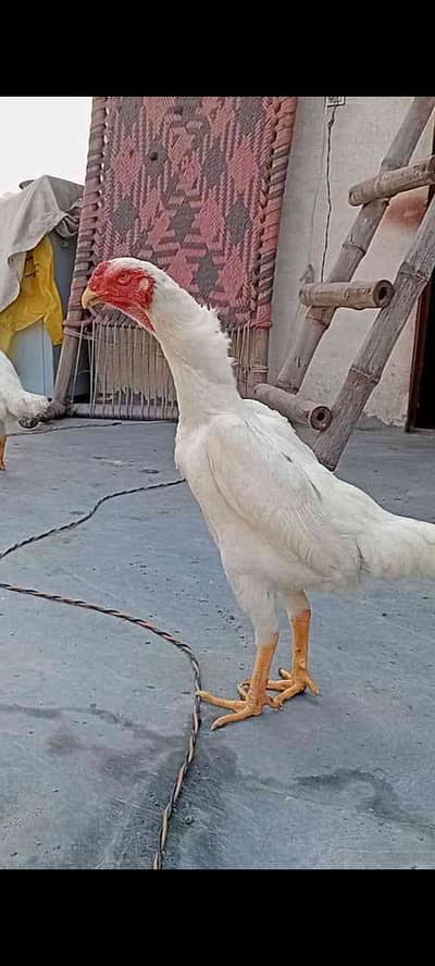 Ali Kashif
