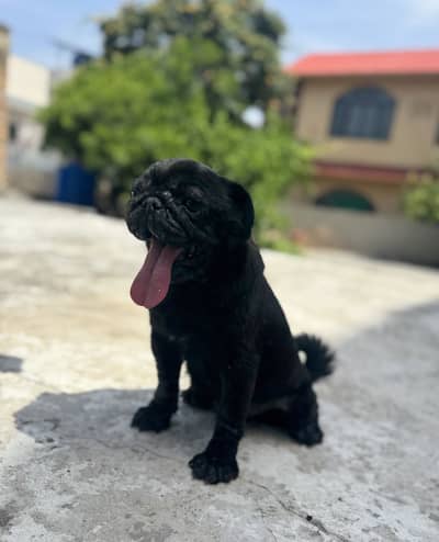 PKC Pedigree Pug Female Confirm Breeder