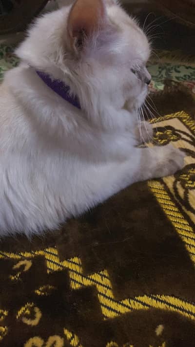 White Persian Cat