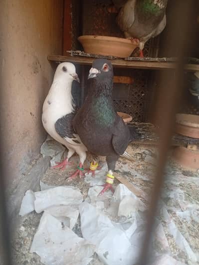 fancy pigeon