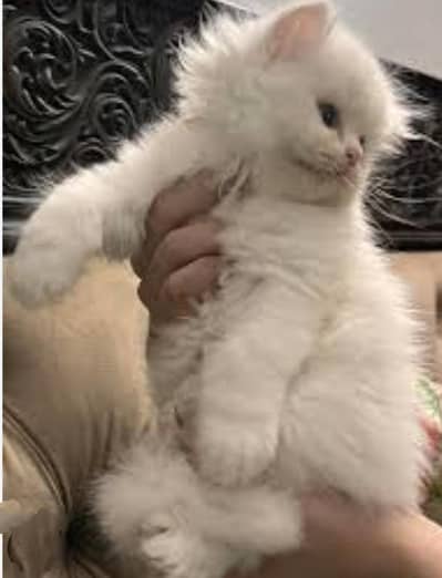 Heavy coated Persian kittens newborn in blue eyes