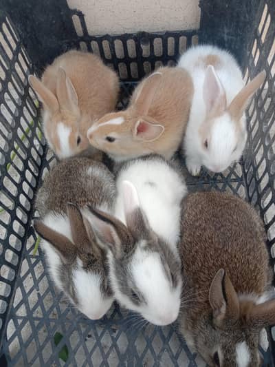 rabbit baby for sale 03224186572
