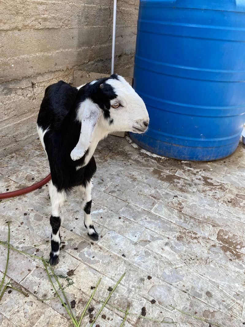 breader Bakra 0
