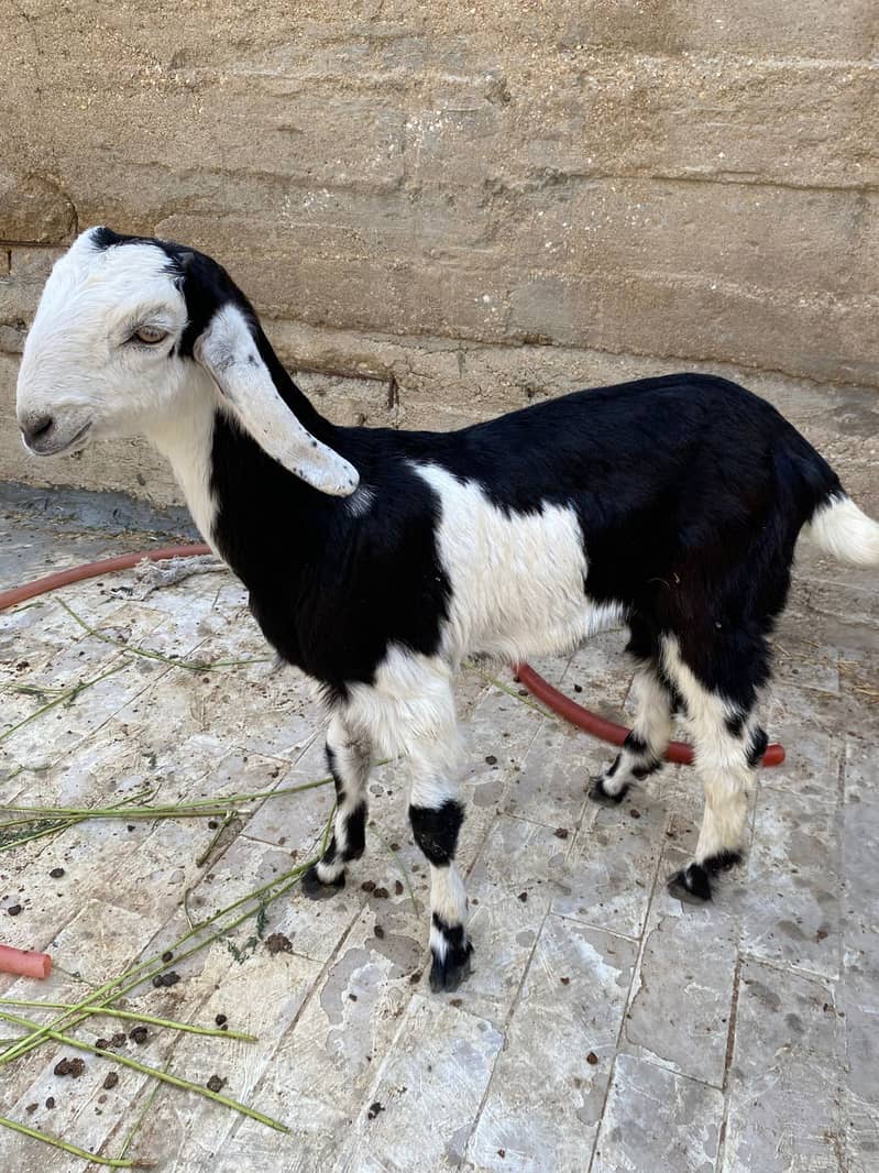breader Bakra 1