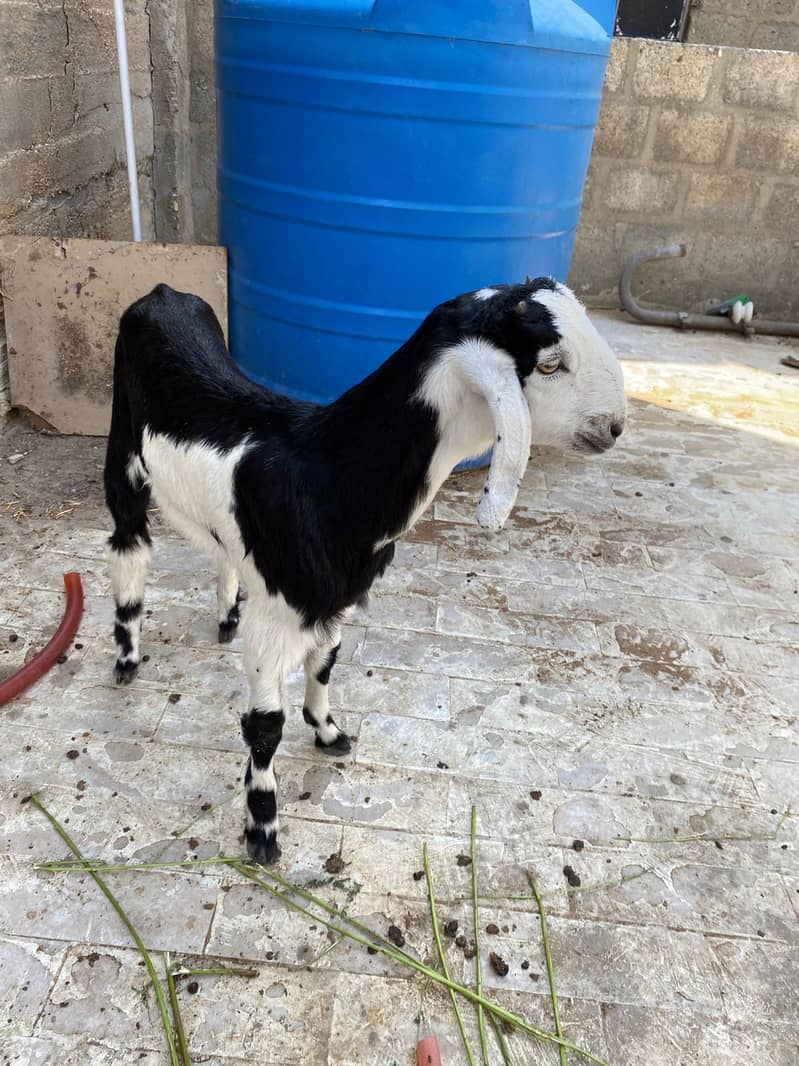 breader Bakra 2