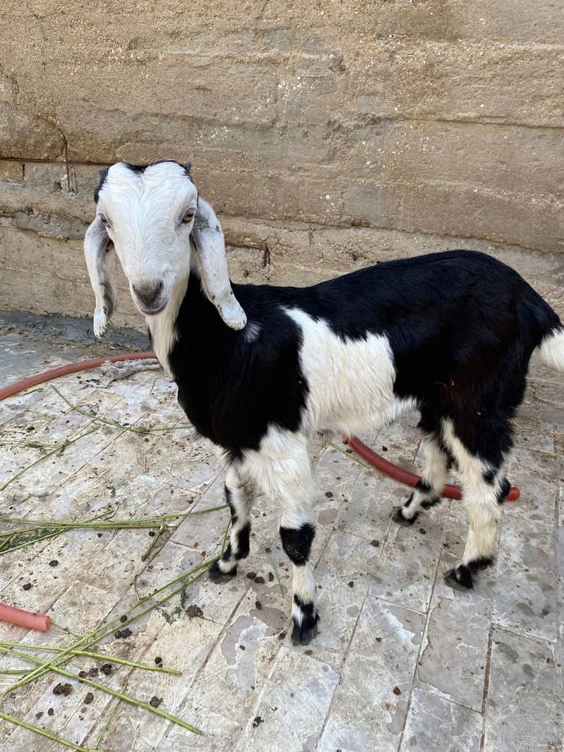 breader Bakra 3