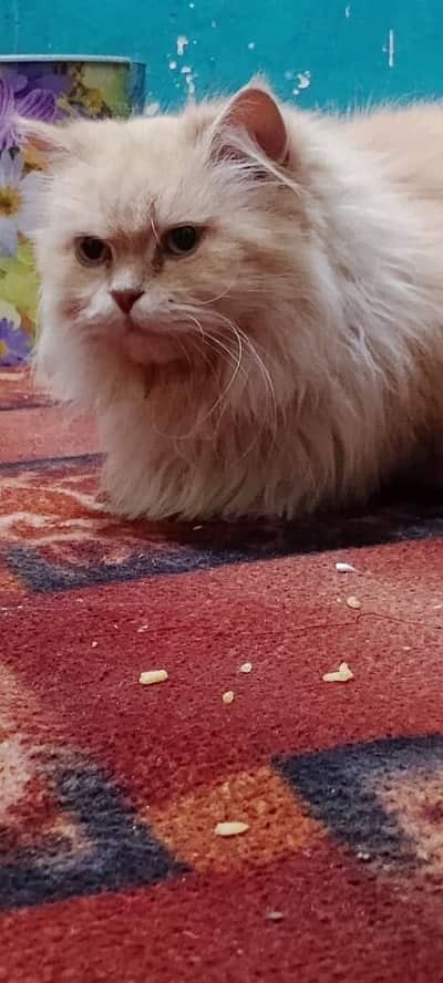 Cat for sale All trained