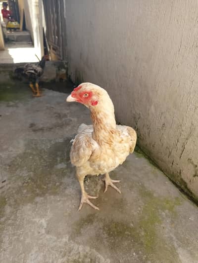 best quality aseel hens mushki lasani armoha