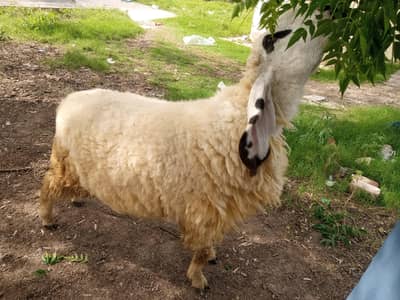 Desi jakma Badi chatra for sale in Lahore. . .