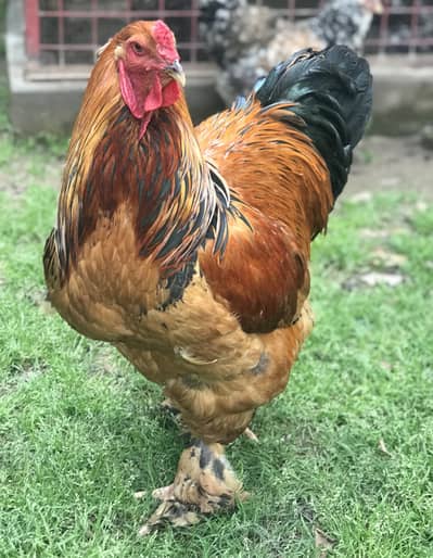 buff columbian brahma breeder pair