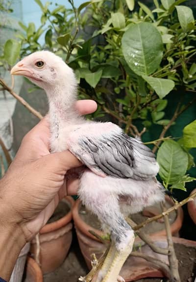 Long Height Aseel Chicks | Band Gaddi