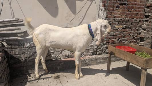 Rajanpuri 4 dant Jora pair price hai ye for sale