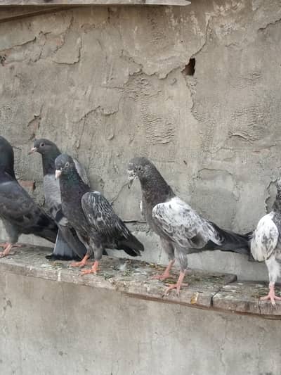 parwazi bachay quality mein available