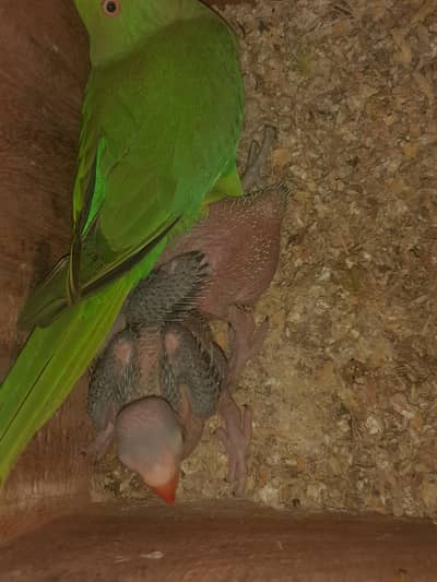 green chicken talking parrot  chicks