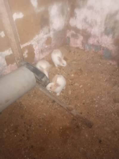 rabbit pair with 3 check