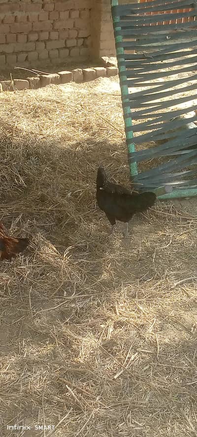 desi and dogli and aseel murghia in 2000 each one