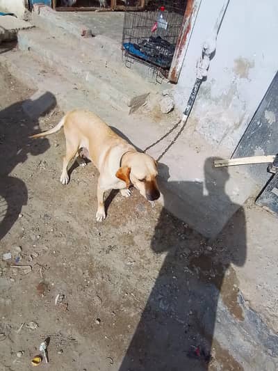 Labrador female for sale