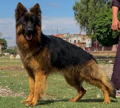propar long cute gsd FCIi lovers shuw quality imported bloodline