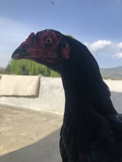 Aseel lasani breed female location Abbottabad bilal town