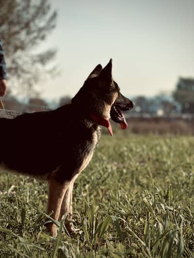 Belgian Shepherd