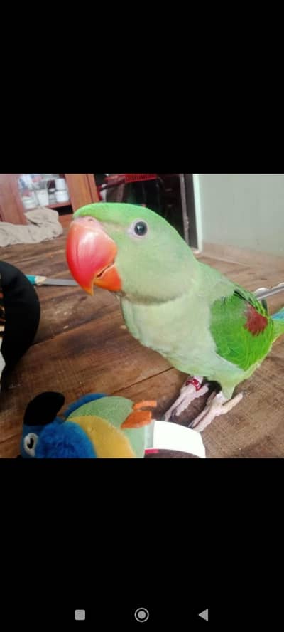 Alexander  parakeet for sale