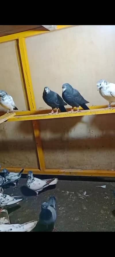breeder Pigeon pairs