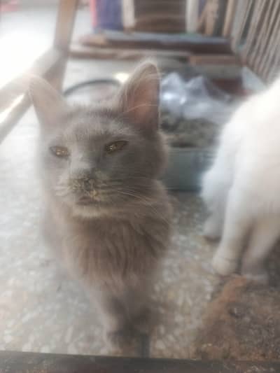 person 2 court female age 6 months