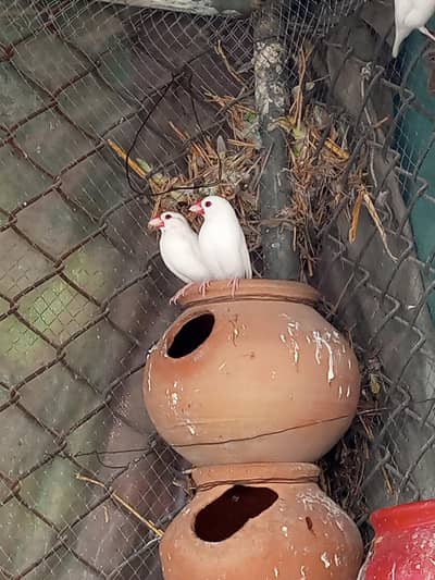 Fawn java Guaranteed Breeder pairs