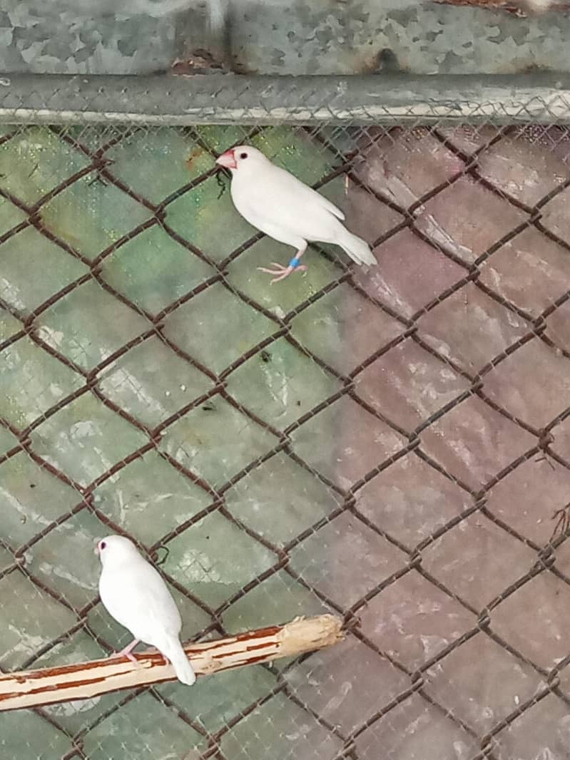 Fawn java Guaranteed Breeder pairs 1