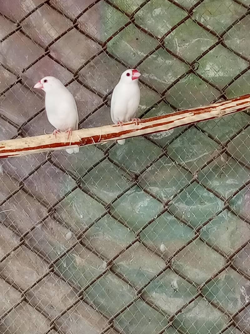 Fawn java Guaranteed Breeder pairs 2