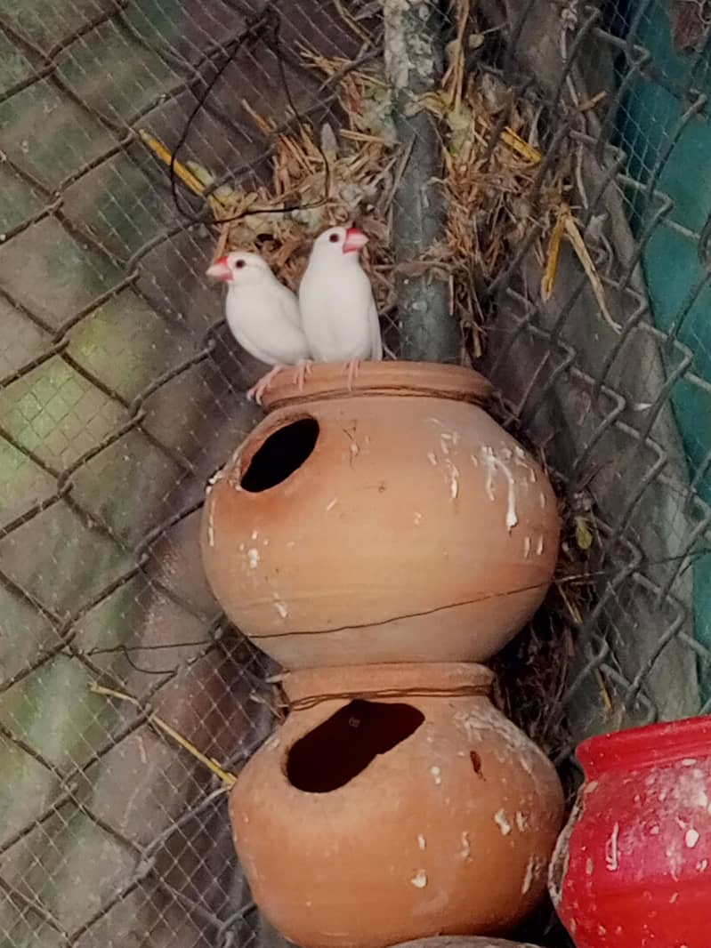 Fawn java Guaranteed Breeder pairs 3