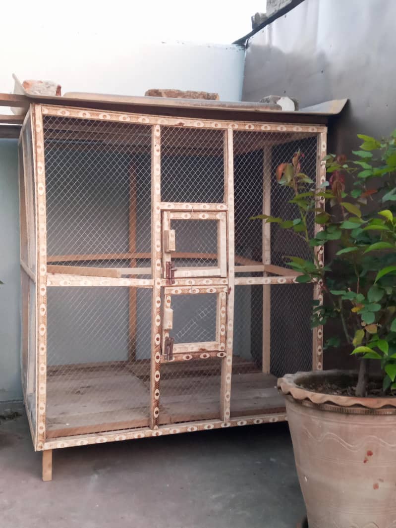 Fawn java Guaranteed Breeder pairs 4