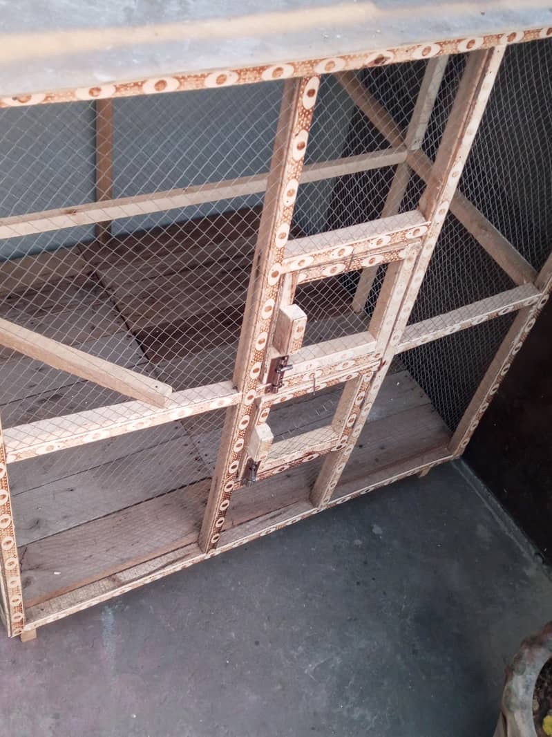 Fawn java Guaranteed Breeder pairs 5