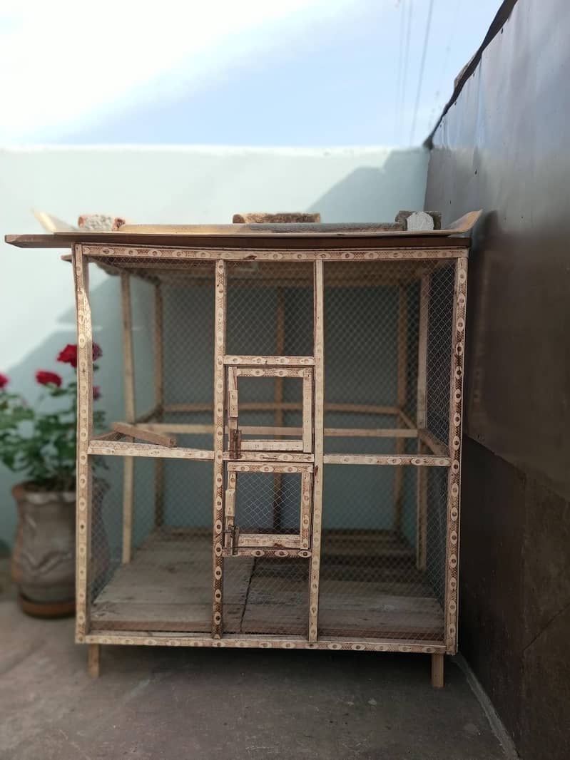 Fawn java Guaranteed Breeder pairs 6