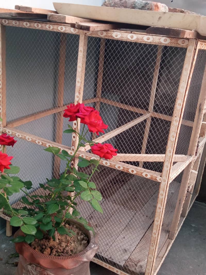 Fawn java Guaranteed Breeder pairs 7