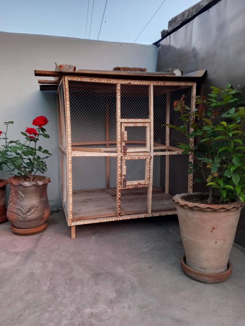 Fawn java Guaranteed Breeder pairs 8