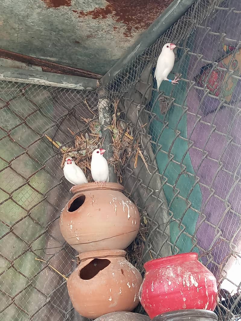 Fawn java Guaranteed Breeder pairs 9