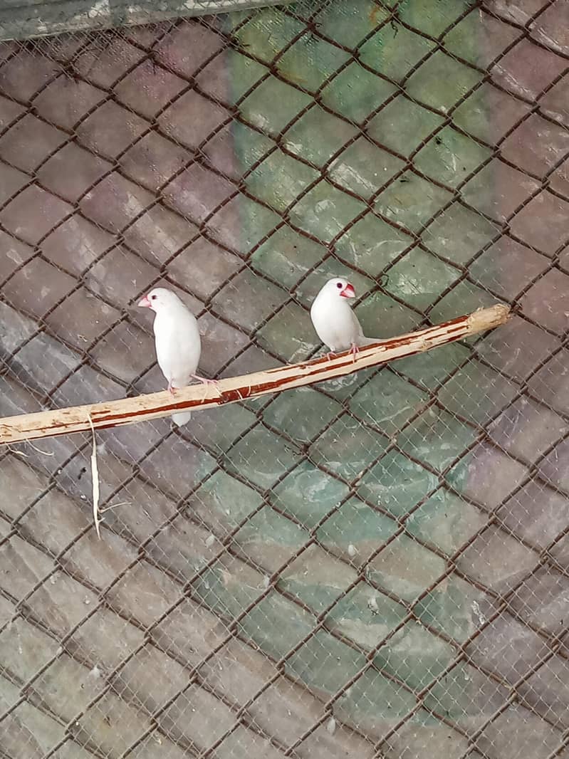 Fawn java Guaranteed Breeder pairs 10