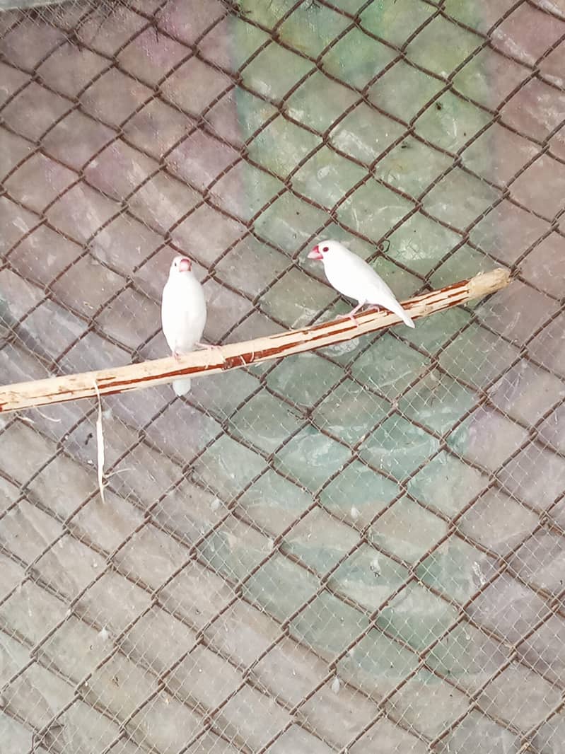 Fawn java Guaranteed Breeder pairs 11