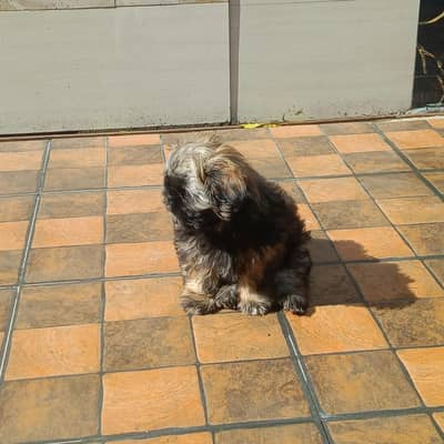 Shitzu Puppy Male