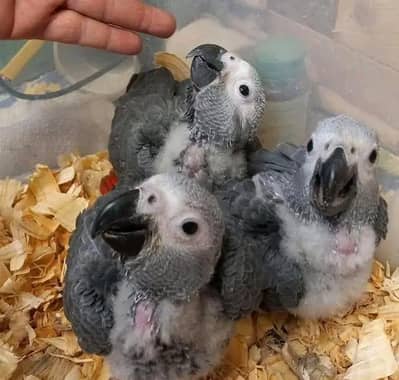 African grey parrot chicks for sale 03123226259